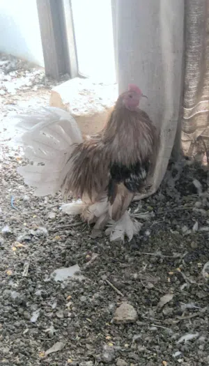 ديك وجاجتين خارصينا اصفر