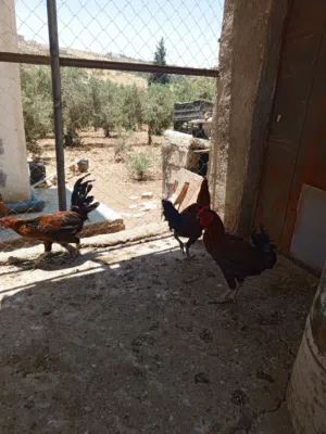 موجود ثلاث ديوك بلدي بصلى على النبي عمر سنه حجم ونضافه