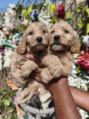 Cockapoo puppy