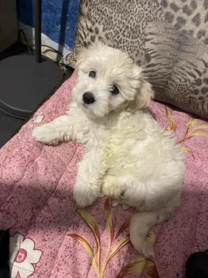 Maltipoo maltese