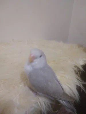 بركديلو روز مروض طفرة البينو