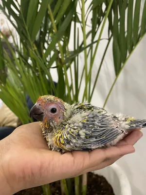 Parrots2