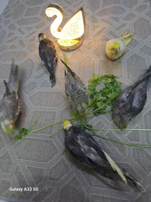 فروخ كروان نهايه غر العمر شهرين واسبوع للتواصل واتساب