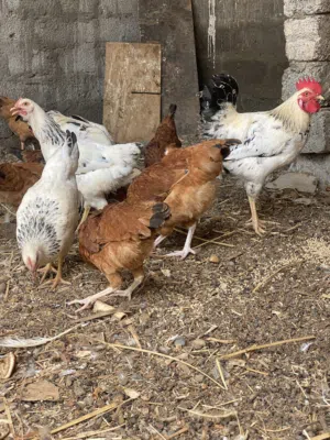 دجاج فرنسي