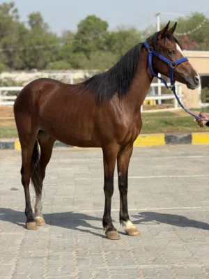 Horse for sale
