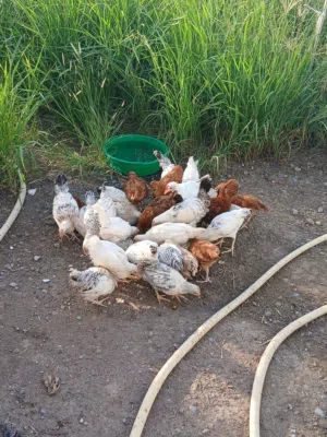 دجاج فرنسي للبيع الحبه ريال ونص