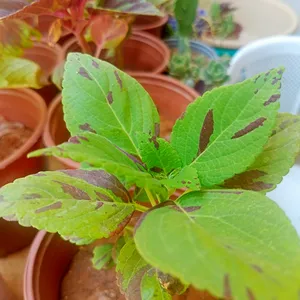 Trees - Plants3