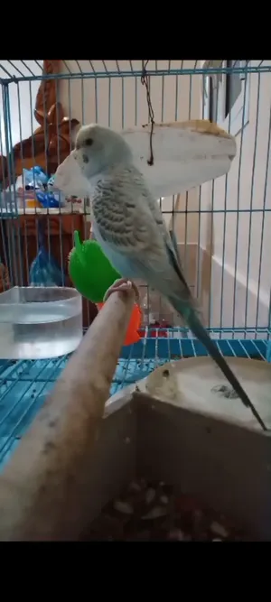 Training & Taming . Birds Training2