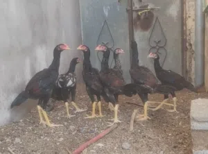 4دياكه باكستانيه سنديات للبيع