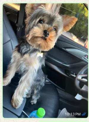Yorkshire 2 years old