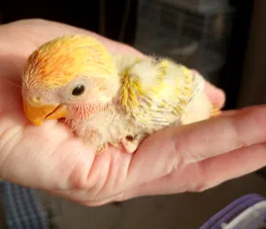 Beautiful clean healthy home breed love bird babies