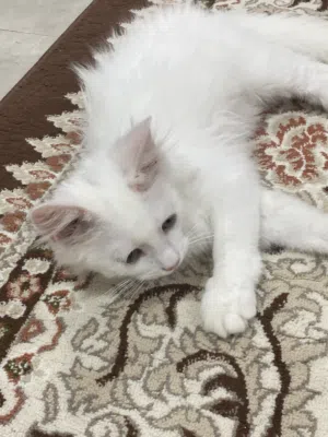 قط شيرازي من أصل