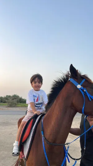 فرس مهجنه للبيع