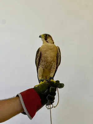 ‏طيور‏0