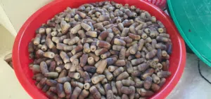 تمر نغال جريجرو