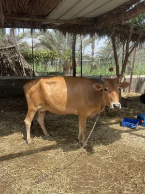 بقره عمانيه تحتها عيل