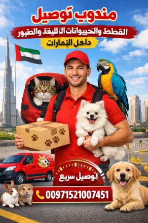 مندوب توصيل قطط وطيور توصيل فوري وسريع