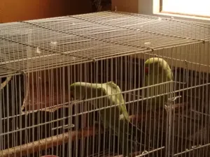 زوج بغبغا دره الأخضر للتواصل بدون امراض جناح كامل