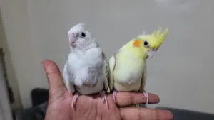 كوكتيل اليف