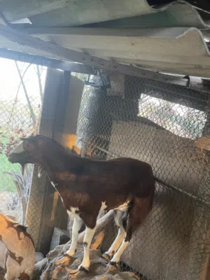 عنز من حلال صلاله رفيعه وفول سمنه
