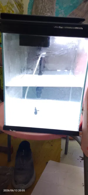 fish aquarium