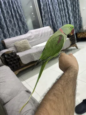 Raw parrot
