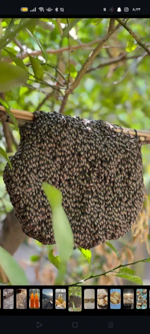 خلايا أبو طويق لبيع