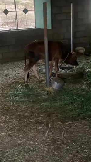 عجل فل سمنه 280 قابل للتفاوض