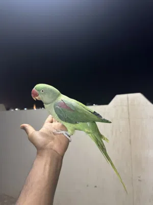 بغبغاء نيبالي للبيع