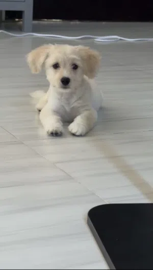 (Lilly) Maltese mix mini puppy مالتيز مكس صغيره ( ليللي)
