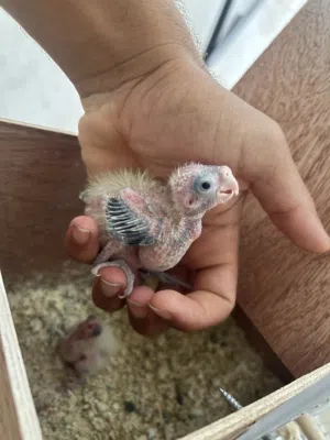 سلام عليكم ورحمة الله وبركاته موجود مجموعه طيور فروخ ترويض كوكتيل او بركديلو اللون او حجم الله يبا