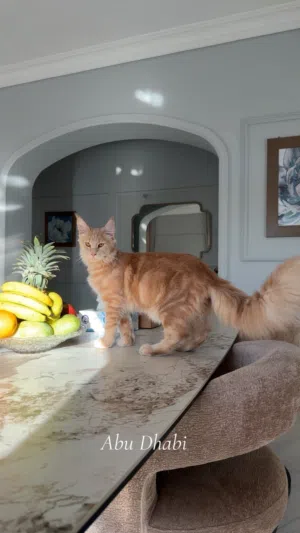 European bloodline Mainecoon