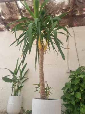 شجرة يوكا (Yucca) مع أصيص ديكوري فاخر رخام نبات زينة أنيق وطويل وصف مهم  تواصل واتس