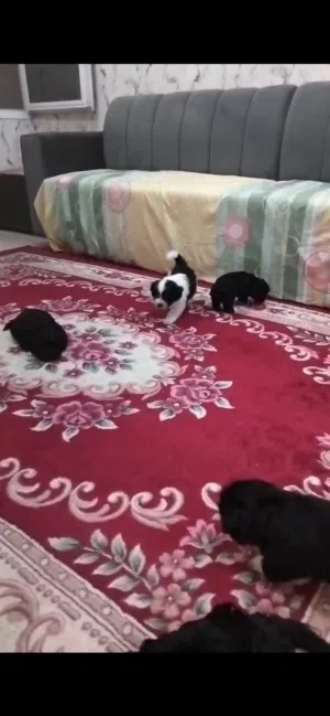 جراوي  شيتزو