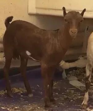 Salalah baby goat ماعز عماني