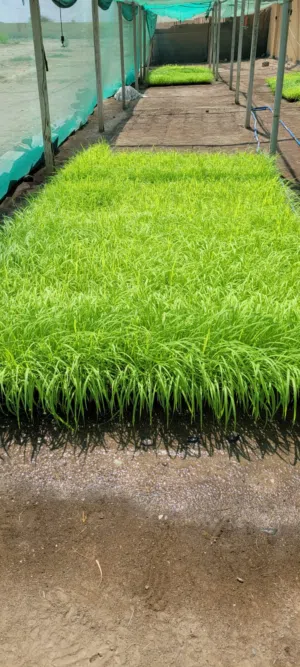 فرصه لمربين الحلال شتلات البونيكام الناعم اسباني F1