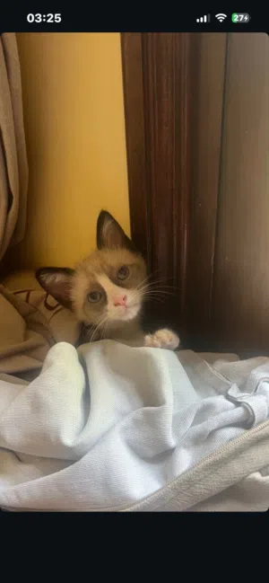 قطة نصف سيامية أنثى