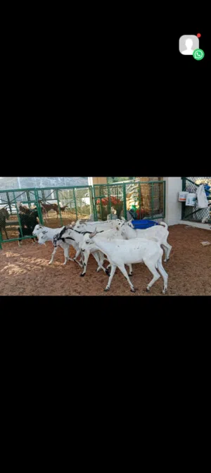 goats for Eid al adhah