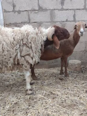 ذكر نعيمي للبيع