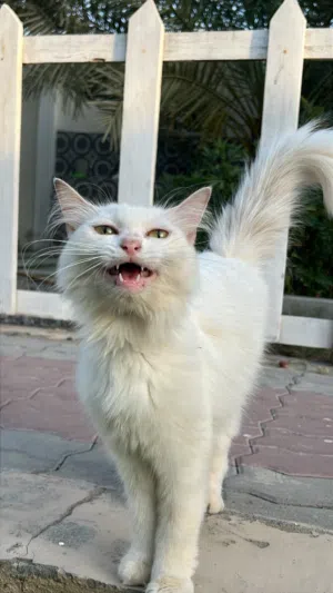 قطه شيرازيه لون ابيض 25 ريال