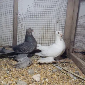 كوبيه شوشه وجمه