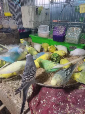 بسم الله متاح خضيره طيور بادجي (بقلينو)