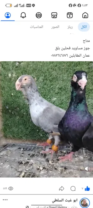 جواز حمام نخب
