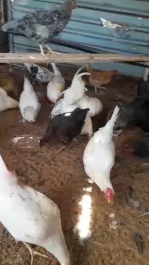 دجاج عربي حضان طبيعي