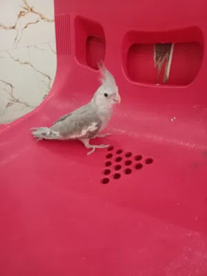 كوكتيل نوعيه وايت سوفت