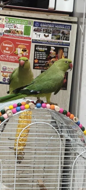 indian ring neck baby parrot pair