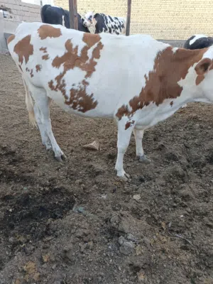 بجره سمنتال جايبه بطن عليها خامس وبجره هولنديه ابو الخصيب