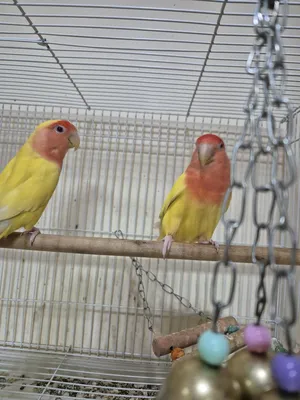 Birds4