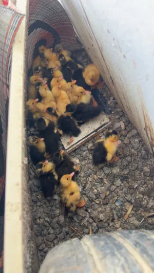 بطط للبيع 5