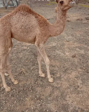 جعود للبيع والد شهرين